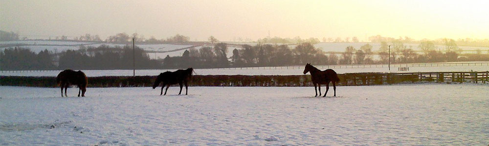 Manor Farm Stud, Braunston, Oakham Rutland LE15 8QR